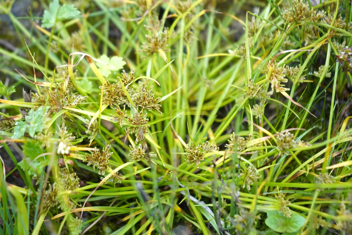 Naturschutzgebiet Wildert in Illnau-Effretikon.